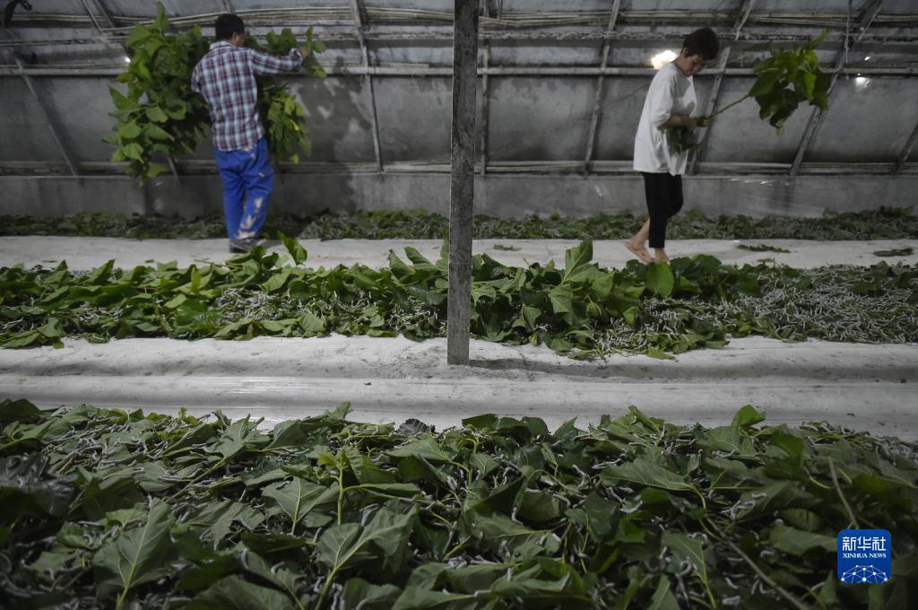 摆脱游戏手机版官网